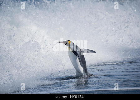 König Pinguin (Aptenodytes Patagonicus) Eingabe von Wellen, St. Andrews Bay, Süd-Georgien. Januar. Stockfoto