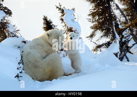 Eisbär (Ursus Maritimus) Mutter mit jungen im Alter von 3 Monaten an Den. Wapusk National Park, Churchill, Manitoba, Kanada. Stockfoto