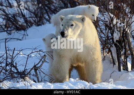 Eisbär (Ursus Maritimus) Mutter mit zwei jungen im Alter von 3 Monaten, in der Nähe von Den spielen. Wapusk-Nationalpark, Manitoba, Kanada. Stockfoto