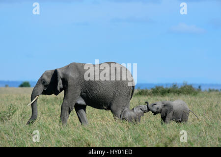 Afrikanischer Elefant (Loxodonta Africana) zwei Kälber mit ihren Rüsseln neben weiblich, Masai Mara National Reserve, Kenia, Afrika zu spielen. Stockfoto