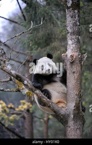Halbwüchsige Giant Panda (Ailuropoda Melanoleuca) Kletterbaum. Wolong Nature Reserve, Wenchuan, Provinz Sichuan, China. In Gefangenschaft. Stockfoto