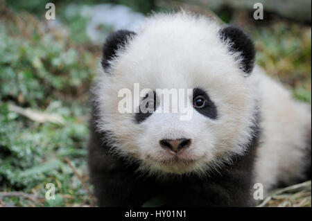 Kopfporträt der große Panda (Ailuropoda Melanoleuca) Jungtier im Alter von 5 Monaten. Wolong Nature Reserve, Wenchuan, Provinz Sichuan, China. In Gefangenschaft. Stockfoto
