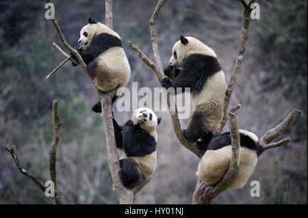 Vier subadulte großen Pandas (Ailuropoda Melanoleuca) im Baum klettern. Wolong Nature Reserve, Wenchuan, Provinz Sichuan, China. Stockfoto