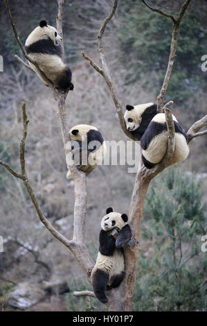 5 Halbwüchsige großen Pandas (Ailuropoda Melanoleuca) im Baum klettern. Wolong Nature Reserve, Wenchuan, Provinz Sichuan, China. Stockfoto