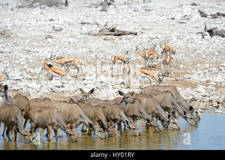 Größere Herde Kudu (Tragelaphus Strepsiceros) und Springbok (Antidorcas Marsupialis) trinken am Wasserloch in der Trockenzeit. Etosha Nationalpark, Namibia, Afrika. Oktober. Stockfoto