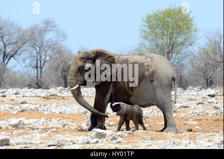 Afrikanischer Elefant (Loxodonta Africana) weiblich helfen junges Kalb mit ihrem Rüssel. Etosha Nationalpark, Namibia, Afrika. Oktober. Stockfoto