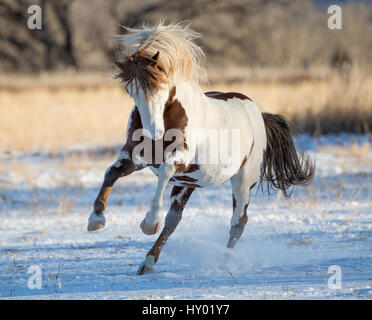 Wilder Pinto Mustang Hengst laufen im Schnee, Black Hills Wild Horse Sanctuary, South Dakota, USA. Januar. Stockfoto