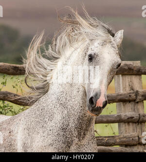 Kopfporträt grauen andalusischen Hengstes laufen auf der Weide mit windigen Mähne, Südspanien. April. Stockfoto