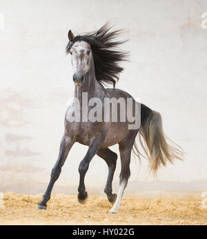 Apfelschimmel grauen andalusischen Hengst in Arena, Nord-Frankreich, Europa. März. Stockfoto