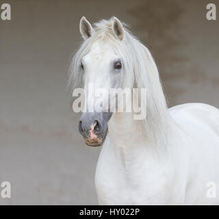 Kopfporträt grauen andalusischen Hengst stehen still im Arena, Nord-Frankreich, Europa. Stockfoto