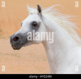 Kopfporträt grauer arabischer Hengst in die Dünen der Wüste in der Nähe von Dubai, Vereinigte Arabische Emirate. Stockfoto