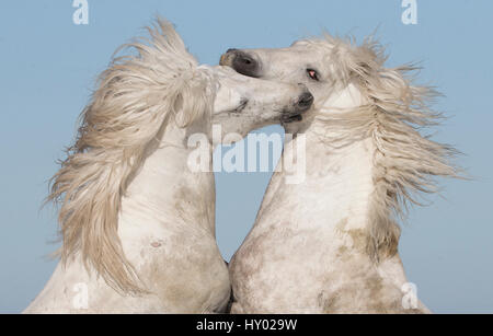 Zwei weiße Camargue-Hengste Aufzucht in Play, Camargue, Frankreich, Europa. Stockfoto