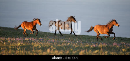 Drei wilde Mustang Pferde laufen auf der Weide, Pryor Mountains, Montana, USA. Juni. Stockfoto