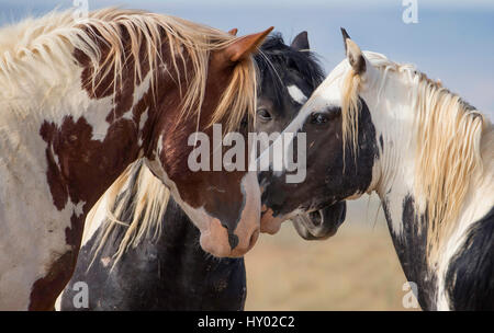 Drei wilde Mustang Bachelor Hengste, Leiter Porträt von zwei Pinto und eine schwarze treffen am Wasserloch, McCullough Gipfeln, Wyoming, USA. Juni. Stockfoto