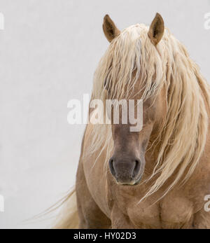 Kopfporträt von wilden Dunalino Mustang Hengst mit langer Mähne, Sand Wash Basin Herde Management Area, Colorado, USA. Juni. Stockfoto