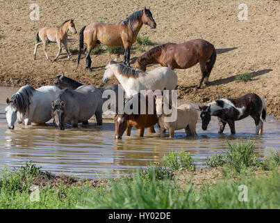 Wilder Mustang Hengst und Familie am Wasserloch im Sand Waschbecken, Colorado, USA. Juni. Stockfoto