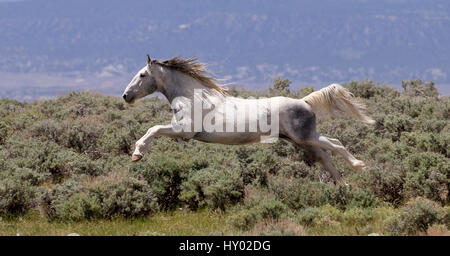 Wild verblasst Pinto Mustang Hengst Sprung durch die Luft auf der Suche nach einem anderen Hengst, Sand Waschbecken, Colorado, USA. Juni. Stockfoto