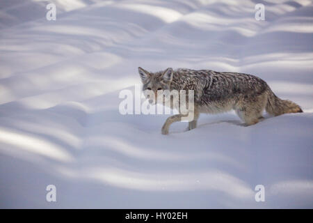 Kojote (Canis Latrans) Wandern im Winterschnee, Yellowstone, USA. Januar. Stockfoto