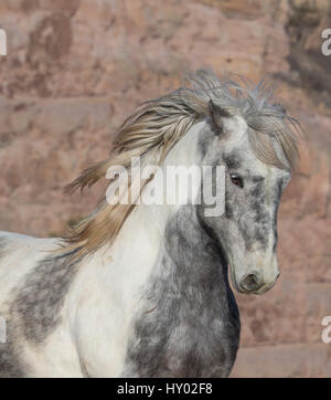 Kopfporträt der wilde Mustang Hengst warf seine Mähne während des Laufens, Black Hills Wild Horse Sanctuary, South Dakota, USA. Februar. Stockfoto