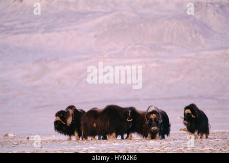 Moschusochsen (Ovibos Moschatus) auf Tundra. Ellesmere Island, Kanada. Stockfoto