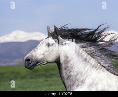 Graue andalusischen Hengst Kopf Porträt. Colorado, USA. Stockfoto