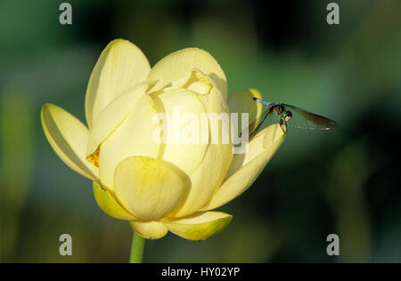 Männliche blaue Dasher (Pachydiplax Longipennis) thront auf amerikanische Lotosblume (Nelumbo Lutea). Schweißer Wildlife Refuge, Sinton, Texas, USA. Stockfoto