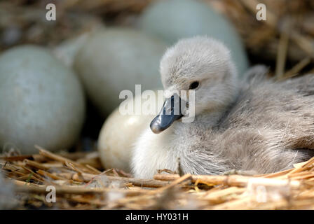 Höckerschwan (Cygnus Olor) Cygnet im Nest mit Eiern. Abbotsbury, Dorset, UK. Stockfoto