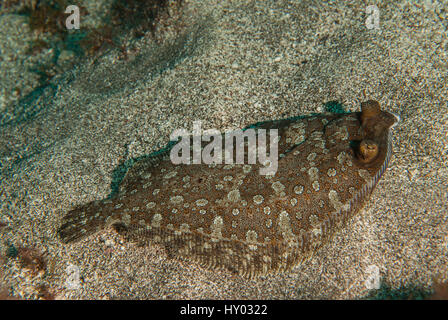 Mit weit aufgerissenen Augen Flunder, Bothus Podas, Bothidae, Teneriffa, Kanarische Inseln, Spanien, Atlantik Stockfoto