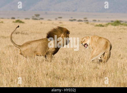 Afrikanischer Löwe (Panthera Leo) Annäherung an Löwin zu Paaren. Masai Mara, Kenia. Stockfoto