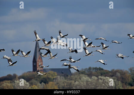 Herde von Kranichen (Grus Grus) im Flug, Rügen, Deutschland. Oktober. Stockfoto