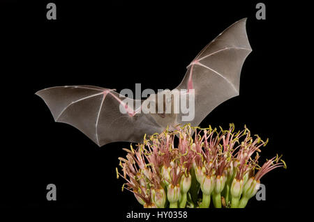 Geringerem Langnasen-Fledermaus (Leptonycteris Curasoae) fliegen in der Nacht auf Blume Agaven (Agave sp) ernähren. Tuscon, Arizona, USA. Stockfoto