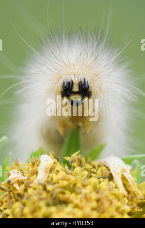 Caterpillar Larve Tiger Moth (Arctiidae) auf Golden Crownbeard Blume (Verbesina Encelioides). Rio Grande Valley, Texas, USA. Stockfoto