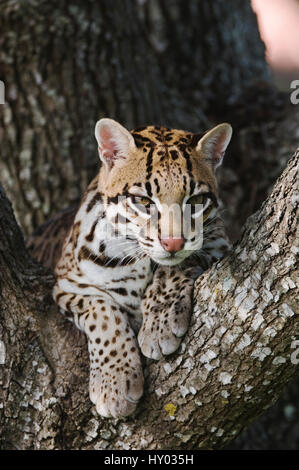 Ozelot (Felis Pardalis) Kopf Porträt von Gefangenen Frauen ruht. Schweißer Wildlife Refuge, Texas, USA. Stockfoto