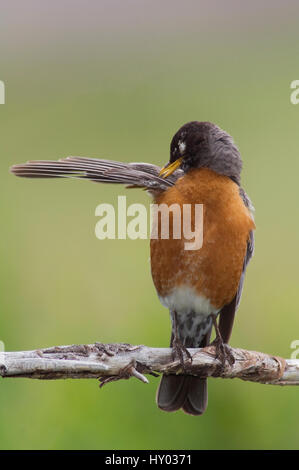 American Robin (Turdus Migratorius) männlich putzen. Rocky Mountain Nationalpark, Colorado, USA. Juni. Stockfoto