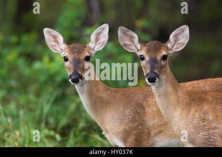 Weiß - angebundene Rotwild (Odocoileus Virginianus) zwei junge Kälber. Texas, USA. Juni. Stockfoto