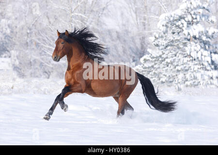 Bucht andalusischen Hengst laufen im Schnee. Berthoud, Colorado, USA. Stockfoto