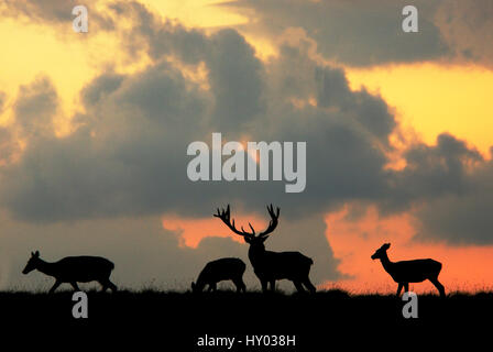 Rothirsch (Cervus Elaphus) Hirsch und drei silhouette, Weiden. Dyrehaven, Dänemark. Stockfoto