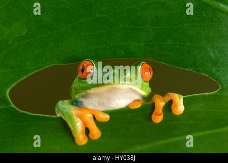 Rotäugigen Baumfrosch (Agalychnis Callidryas) durch Loch im Blatt, Costa Rica. Stockfoto