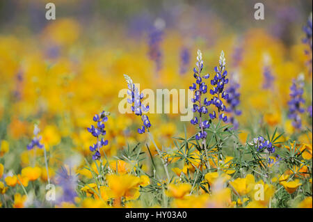 Wüste / Coulter Lupine (Lupinus Sparsiflorus) Blüte unter mexikanischen Gold Mohn (Eschscholzia Californica Mexicana). Organ Pipe Cactus National Monument, Arizona, USA. März. Stockfoto