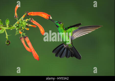 Grün-gekrönter brillante Kolibri (Heliodoxa Jacula) Erwachsenen Fütterung. Mindo, Ecuador, Anden, Südamerika. Februar. Stockfoto