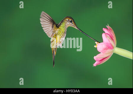 Schwert-billed Kolibri (Ensifera Ensifera) weiblich Fütterung von Passionsblume (Passiflora Mixta). Papallacta, Ecuador, Anden, Südamerika. Januar. Stockfoto