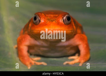 Tomatenfrosch (Dyscophus Antongilii), Madagaskar, Afrika. Stockfoto