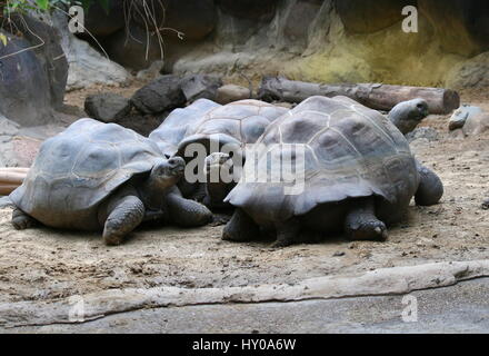 Gruppe von 3 Galapagos-Riesenschildkröten (Chelonoidis Nigra) Stockfoto