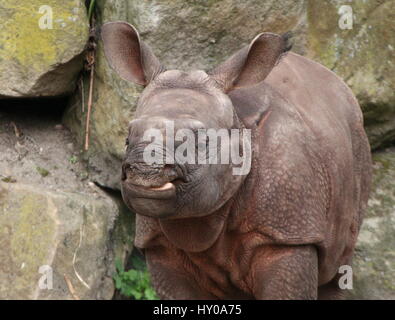 Sechs Wochen alten baby größere eins-gehörnte Panzernashorn (Rhinoceros Unicornis) vor der Kamera Stockfoto