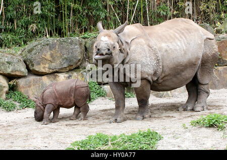 Mutter größere ein-gehörnte Panzernashorn (Rhinoceros Unicornis) mit ihrem Baby-Kalb an ihrer Seite. Stockfoto