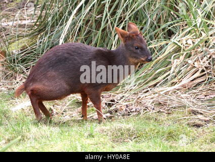 Männlichen südlichen Pudú Hirsch (Pudu Puda), in den unteren Bereichen der südamerikanischen Anden heimisch Stockfoto