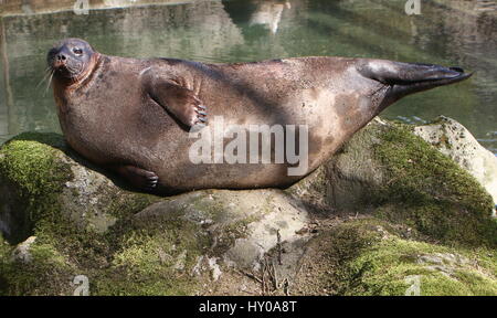 Männliche Ringelrobbe (Pusa Hispida, Phoca Hispida) Sonnenbaden am Rand des Wassers Stockfoto