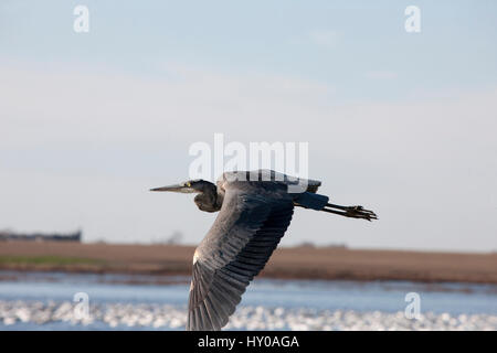 Blue Heron Saskatchewan Grasland Sumpf Kanada landschaftliche im Flug Stockfoto