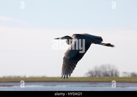 Blue Heron Saskatchewan Grasland Sumpf Kanada landschaftliche im Flug Stockfoto