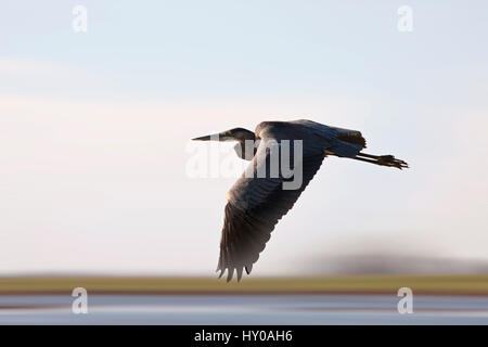 Blue Heron Saskatchewan Grasland Sumpf Kanada landschaftliche im Flug Stockfoto